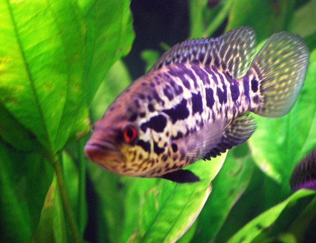 freshwater fish - parachromis managuensis - jaguar cichlid stocking in 125 gallons tank - 6" Jaguar Cichlid freshwater fish - parachromis managuensis - jaguar cichlid stocking in 125 gallons tank - 6" Jaguar Cichlid