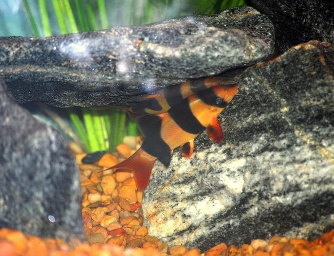 freshwater fish - botia macracantha - clown loach stocking in 125 gallons tank - Clown Loaches freshwater fish - botia macracantha - clown loach stocking in 125 gallons tank - Clown Loaches