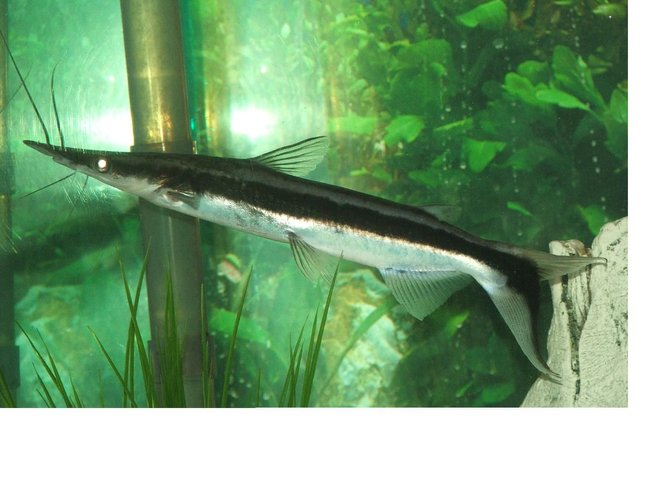 freshwater fish - sorubim lima - lima shovel-nosed cat stocking in 110 gallons tank - the lima shovelnose, about 9 in at the moment freshwater fish - sorubim lima - lima shovel-nosed cat stocking in 110 gallons tank - the lima shovelnose, about 9 in at the moment