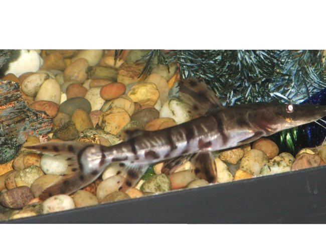 freshwater fish - pseudoplatystoma fasciatum - tiger shovelnose cat stocking in 110 gallons tank - TSN freshwater fish - pseudoplatystoma fasciatum - tiger shovelnose cat stocking in 110 gallons tank - TSN