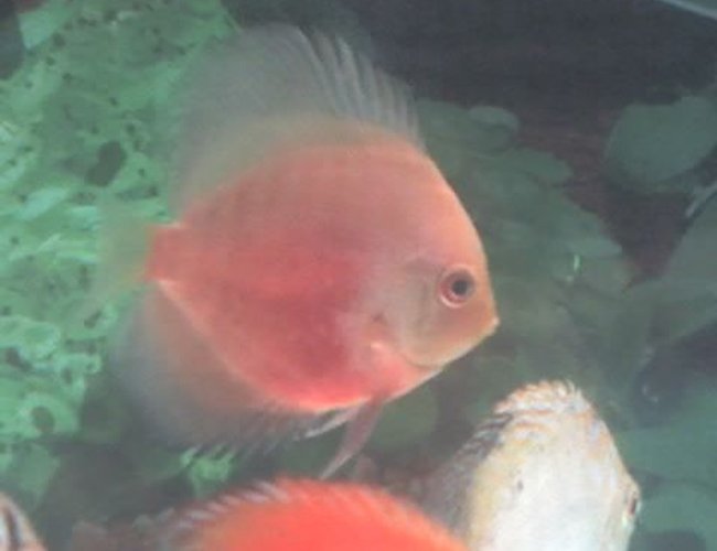 freshwater fish - symphysodon sp. - red marlboro discus stocking in 60 gallons tank - Yellow Red Discus freshwater fish - symphysodon sp. - red marlboro discus stocking in 60 gallons tank - Yellow Red Discus