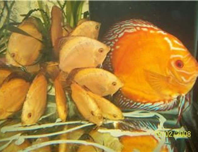 freshwater fish - symphysodon sp. - red marlboro discus stocking in 40 gallons tank - Baby discus Marlboro Red freshwater fish - symphysodon sp. - red marlboro discus stocking in 40 gallons tank - Baby discus Marlboro Red