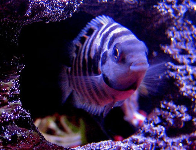 freshwater fish - archocentrus nigrofasciatus - black convict cichlid stocking in 10 gallons tank - Female Black Convict Cichlid freshwater fish - archocentrus nigrofasciatus - black convict cichlid stocking in 10 gallons tank - Female Black Convict Cichlid