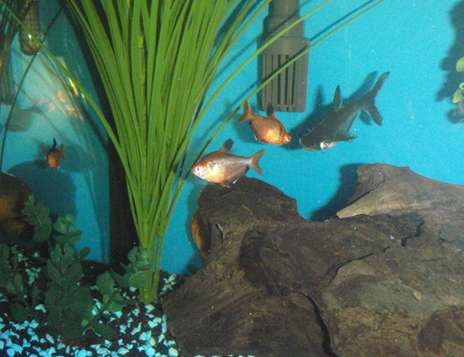 freshwater fish - arius jordani - columbian shark stocking in 60 gallons tank - Columbian shark hunting orange tetras. freshwater fish - arius jordani - columbian shark stocking in 60 gallons tank - Columbian shark hunting orange tetras.