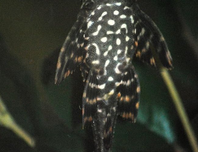 freshwater fish - glyptoperichthys gibbiceps - sailfin pleco (l-83) stocking in 125 gallons tank - 6" Sailfin Pleco freshwater fish - glyptoperichthys gibbiceps - sailfin pleco (l-83) stocking in 125 gallons tank - 6" Sailfin Pleco