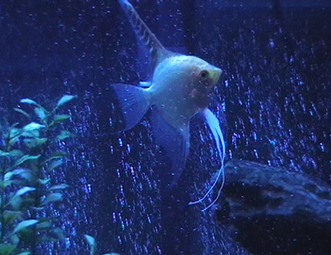freshwater fish - pterophyllum sp. - gold veil angel stocking in 29 gallons tank - Angelfish with lunar lighting. freshwater fish - pterophyllum sp. - gold veil angel stocking in 29 gallons tank - Angelfish with lunar lighting.