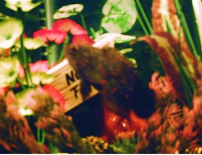 freshwater fish - astronotus ocellatus - tiger oscar stocking in 10 gallons tank - THE OSCAR freshwater fish - astronotus ocellatus - tiger oscar stocking in 10 gallons tank - THE OSCAR
