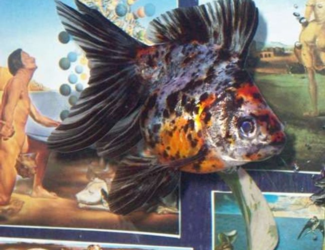freshwater fish - carassius auratus - calico ryukin goldfish stocking in 55 gallons tank - Cowaco one of my fantails, by far the biggest.. but by far the biggest LOVE too. She models for me when I take pictures!!! She absolutely adores people, swimming right up to the tank when anyone is near.. But watch out shes got a far range of spitting water!!! :o) freshwater fish - carassius auratus - calico ryukin goldfish stocking in 55 gallons tank - Cowaco one of my fantails, by far the biggest.. but by far the biggest LOVE too. She models for me when I take pictures!!! She absolutely adores people, swimming right up to the tank when anyone is near.. But watch out shes got a far range of spitting water!!! :o)