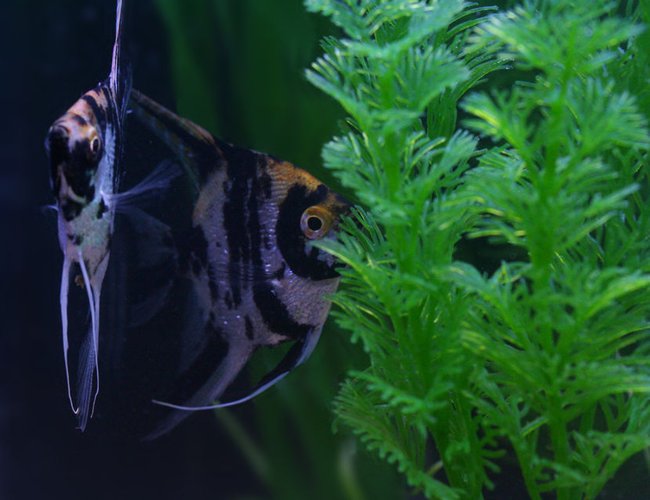 freshwater fish - pterophyllum sp. - koi angel stocking in 20 gallons tank - My two angelfish, one's a little shy freshwater fish - pterophyllum sp. - koi angel stocking in 20 gallons tank - My two angelfish, one's a little shy