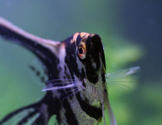 freshwater fish - pterophyllum sp. - koi angel stocking in 20 gallons tank - My angel dancing freshwater fish - pterophyllum sp. - koi angel stocking in 20 gallons tank - My angel dancing