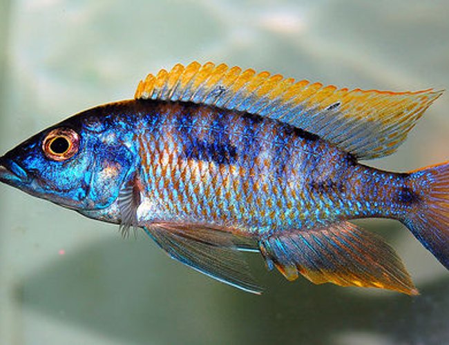 freshwater fish - protomelas steveni - taiwan reef stocking in 135 gallons tank - Peacock cichlid freshwater fish - protomelas steveni - taiwan reef stocking in 135 gallons tank - Peacock cichlid