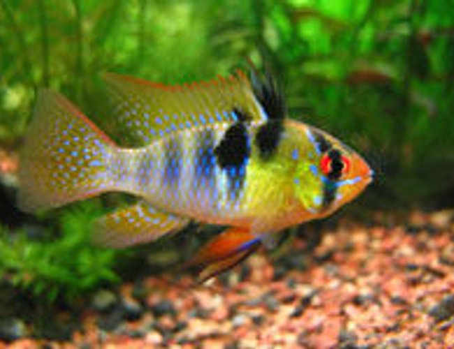 freshwater fish - papiliochromis ramirezi - german blue ram stocking in 10 gallons tank - german ram freshwater fish - papiliochromis ramirezi - german blue ram stocking in 10 gallons tank - german ram