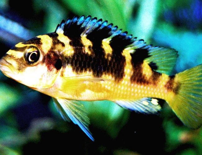 freshwater fish - pseudotropheus crabro - bumblebee cichlid stocking in 20 gallons tank - My Bumblebee Cichlid freshwater fish - pseudotropheus crabro - bumblebee cichlid stocking in 20 gallons tank - My Bumblebee Cichlid