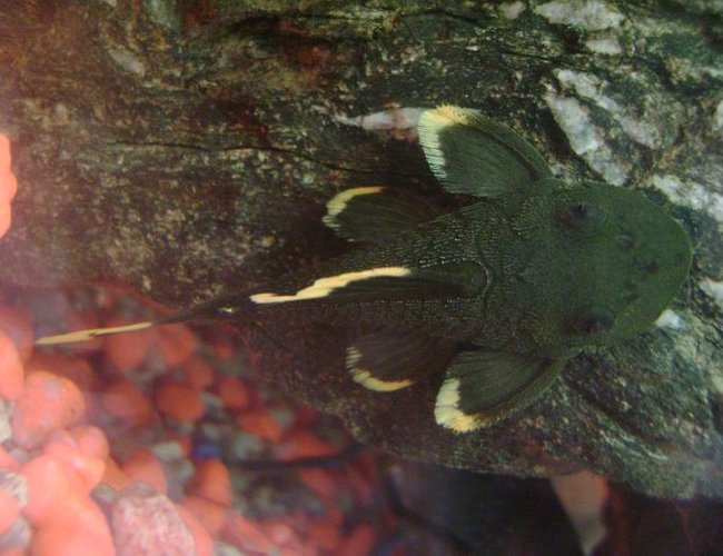 freshwater fish - parancistrus sp. magnum - mango pleco (l-47) stocking in 30 gallons tank - mango pleco freshwater fish - parancistrus sp. magnum - mango pleco (l-47) stocking in 30 gallons tank - mango pleco