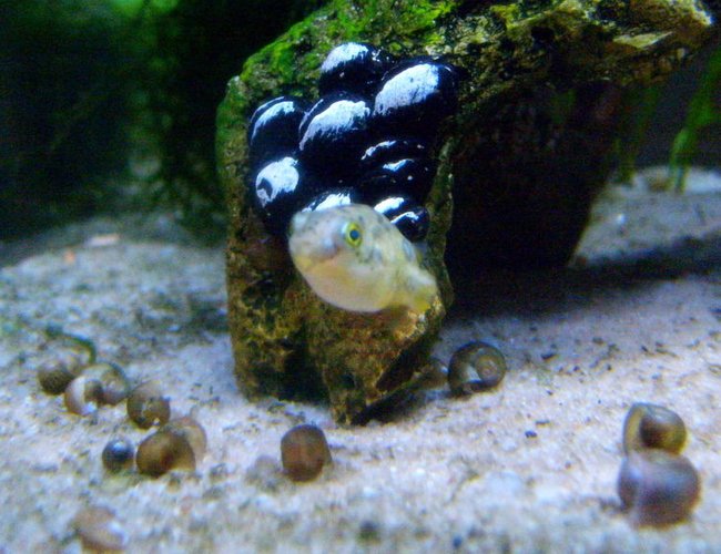 freshwater fish - carinotetraodon travancoricus - dwarf puffer stocking in 16 gallons tank - Blimpie the Dwarf Puffer in his snail graveyard. freshwater fish - carinotetraodon travancoricus - dwarf puffer stocking in 16 gallons tank - Blimpie the Dwarf Puffer in his snail graveyard.