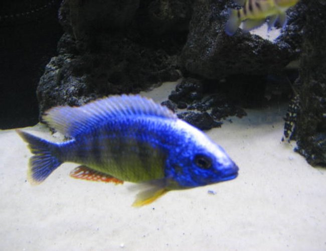 freshwater fish - protomelas steveni - taiwan reef stocking in 225 gallons tank - Taiwan reef freshwater fish - protomelas steveni - taiwan reef stocking in 225 gallons tank - Taiwan reef