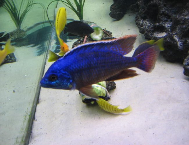 freshwater fish - protomelas taeniolatus - red empress stocking in 225 gallons tank - Red empress freshwater fish - protomelas taeniolatus - red empress stocking in 225 gallons tank - Red empress