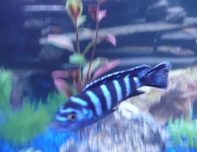 freshwater fish - pseudotropheus demasoni - demasoni cichlid stocking in 75 gallons tank - =} freshwater fish - pseudotropheus demasoni - demasoni cichlid stocking in 75 gallons tank - =}