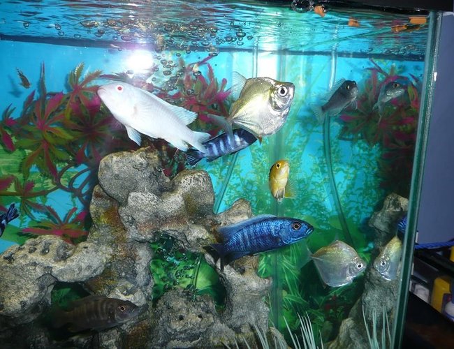 freshwater fish - metynnis argenteus - silver dollar stocking in 75 gallons tank - Group..... freshwater fish - metynnis argenteus - silver dollar stocking in 75 gallons tank - Group.....