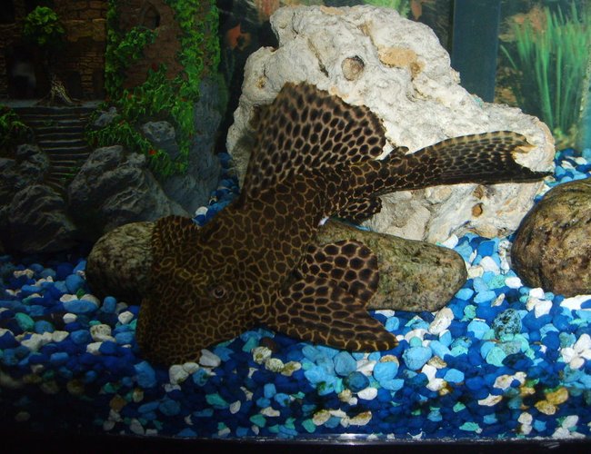 freshwater fish - glyptoperichthys gibbiceps - sailfin pleco (l-83) stocking in 55 gallons tank - large sail fin pleco freshwater fish - glyptoperichthys gibbiceps - sailfin pleco (l-83) stocking in 55 gallons tank - large sail fin pleco