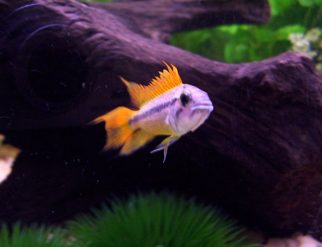 freshwater fish - apistogramma cacatuoides - orange cockatoo cichlid stocking in 72 gallons tank - My male Apistogramma Cacatuoides. I have to give him credit for coming to the front of the tank, trying to showoff, and stare down a 200 lb man, hehe. He's the little king of the tank. freshwater fish - apistogramma cacatuoides - orange cockatoo cichlid stocking in 72 gallons tank - My male Apistogramma Cacatuoides. I have to give him credit for coming to the front of the tank, trying to showoff, and stare down a 200 lb man, hehe. He's the little king of the tank.