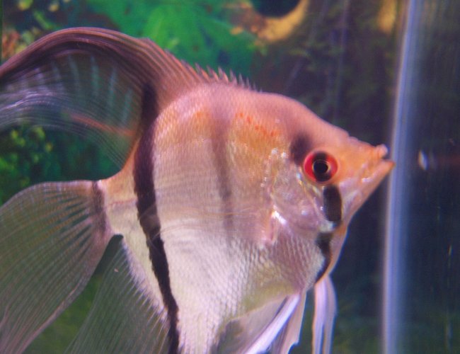 freshwater fish - pterophyllum sp. - silver zebra angel stocking in 46 gallons tank - my red eye angel fish freshwater fish - pterophyllum sp. - silver zebra angel stocking in 46 gallons tank - my red eye angel fish