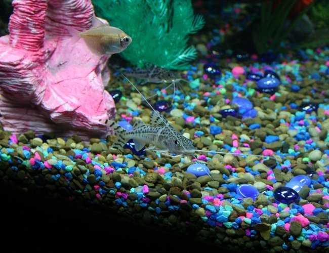 freshwater fish - kryptopterus bicirrhis - ghost glass cat stocking in 43 gallons tank - Picture of the smaller and bigger catfish. I have 3 but the other bigger one is hiding under the pink rock. freshwater fish - kryptopterus bicirrhis - ghost glass cat stocking in 43 gallons tank - Picture of the smaller and bigger catfish. I have 3 but the other bigger one is hiding under the pink rock.