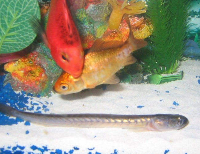 freshwater fish - puntius sachsii - gold barb stocking in 10 gallons tank - Bought this Picky little fart about a month ago he didn't eat for about three and a half weeks he finally ate some blood worms. He is very hard to feed my other fish eat so fast nothing ever has time to sink to the bottom. freshwater fish - puntius sachsii - gold barb stocking in 10 gallons tank - Bought this Picky little fart about a month ago he didn't eat for about three and a half weeks he finally ate some blood worms. He is very hard to feed my other fish eat so fast nothing ever has time to sink to the bottom.