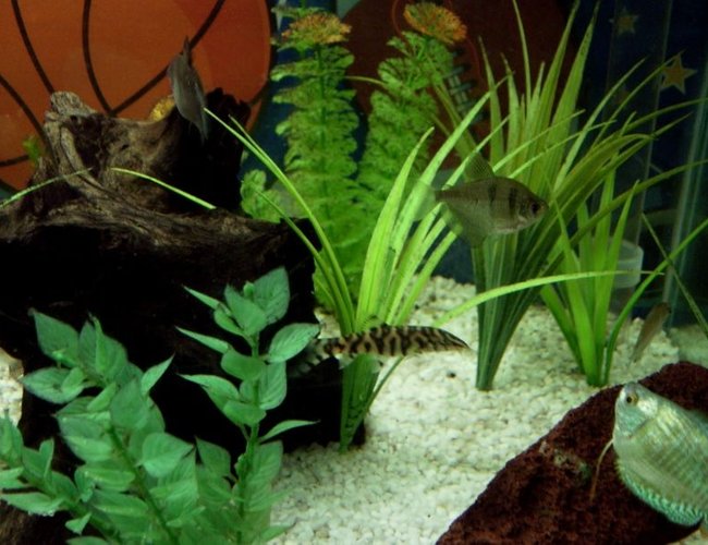 freshwater fish - gymnocorymbus sp. - black skirt tetra stocking in 34 gallons tank - Yoyo, blackskirt tetra and dwarf gourami. freshwater fish - gymnocorymbus sp. - black skirt tetra stocking in 34 gallons tank - Yoyo, blackskirt tetra and dwarf gourami.