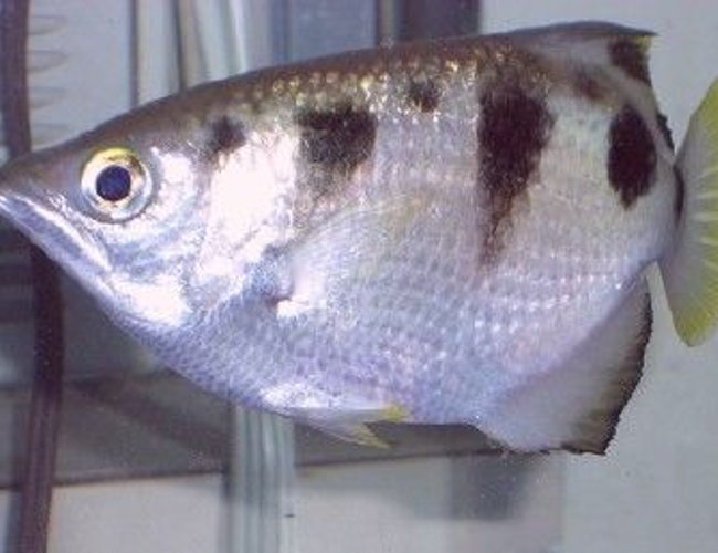 freshwater fish - toxotes jaculatrix - archer fish stocking in 75 gallons tank - Archer freshwater fish - toxotes jaculatrix - archer fish stocking in 75 gallons tank - Archer