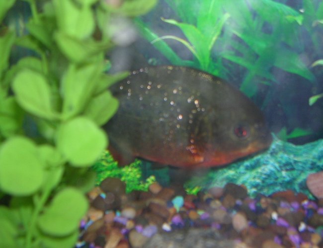 freshwater fish - pygocentrus nattereri - redbellied pirhana stocking in 55 gallons tank - my piranna freshwater fish - pygocentrus nattereri - redbellied pirhana stocking in 55 gallons tank - my piranna