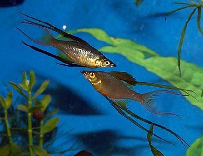 freshwater fish - iriatherina werneri - threadfin rainbow stocking in 300 gallons tank - Featherfin Rainbows freshwater fish - iriatherina werneri - threadfin rainbow stocking in 300 gallons tank - Featherfin Rainbows