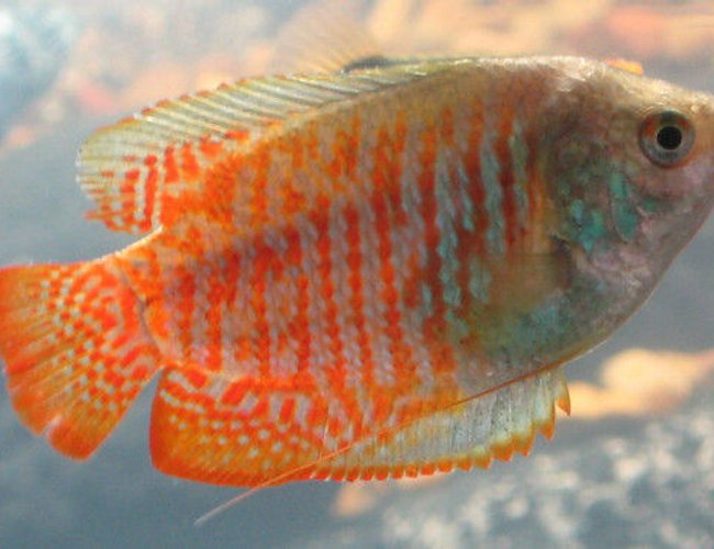 freshwater fish - colisa lalia - dwarf gourami stocking in 85 gallons tank - Dwarf Flame Gourami freshwater fish - colisa lalia - dwarf gourami stocking in 85 gallons tank - Dwarf Flame Gourami