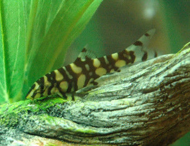freshwater fish - botia lohachata - botia loach stocking in 85 gallons tank - Botia Loach freshwater fish - botia lohachata - botia loach stocking in 85 gallons tank - Botia Loach