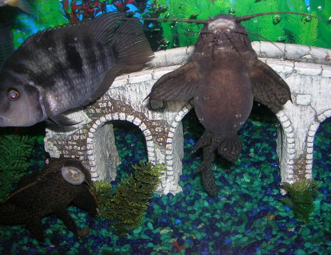 freshwater fish - archocentrus nigrofasciatus - black convict cichlid stocking in 55 gallons tank - my cat with convitt freshwater fish - archocentrus nigrofasciatus - black convict cichlid stocking in 55 gallons tank - my cat with convitt
