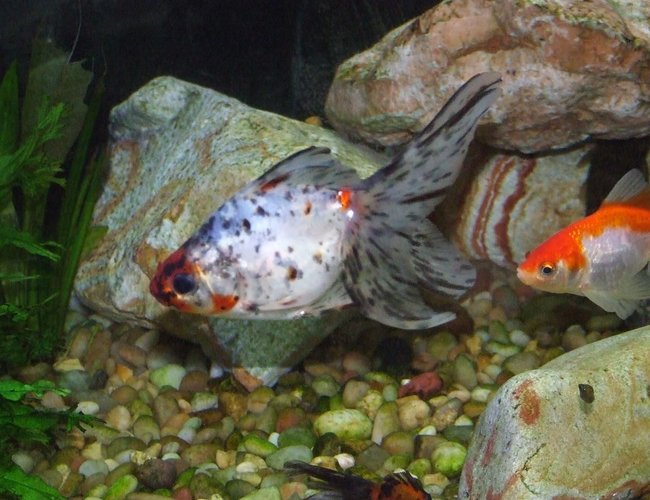 freshwater fish - carassius auratus - fantail goldfish stocking in 90 gallons tank - Goldfish freshwater fish - carassius auratus - fantail goldfish stocking in 90 gallons tank - Goldfish