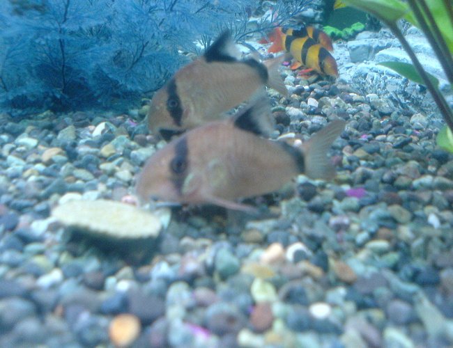 freshwater fish - corydoras panda - panda cory cat stocking in 52 gallons tank - Panda Corydoras freshwater fish - corydoras panda - panda cory cat stocking in 52 gallons tank - Panda Corydoras