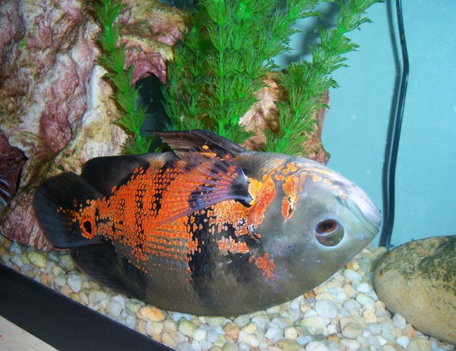 freshwater fish - astronotus ocellatus - tiger oscar stocking in 55 gallons tank - Tiger Oscar playing dead freshwater fish - astronotus ocellatus - tiger oscar stocking in 55 gallons tank - Tiger Oscar playing dead