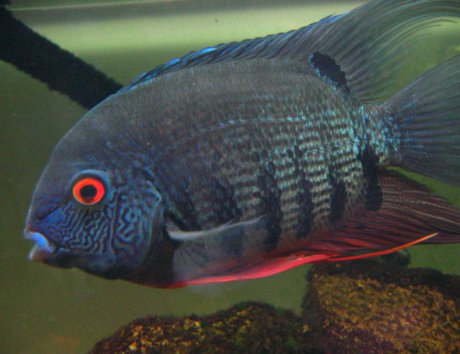 freshwater fish - heros serverus - green severum stocking in 55 gallons tank - Green Severum - angery red freshwater fish - heros serverus - green severum stocking in 55 gallons tank - Green Severum - angery red