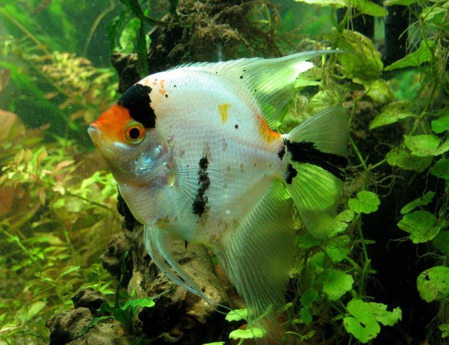 freshwater fish - pterophyllum sp. - koi angel stocking in 55 gallons tank - Koi Angel in my planted tank freshwater fish - pterophyllum sp. - koi angel stocking in 55 gallons tank - Koi Angel in my planted tank