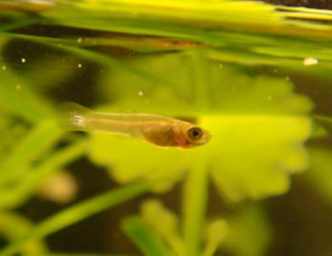 freshwater fish - poecilia sphenops - marble lyretail molly stocking in 12 gallons tank - Newborn Marble Molly
photo taken 30 mins after birth freshwater fish - poecilia sphenops - marble lyretail molly stocking in 12 gallons tank - Newborn Marble Molly
photo taken 30 mins after birth