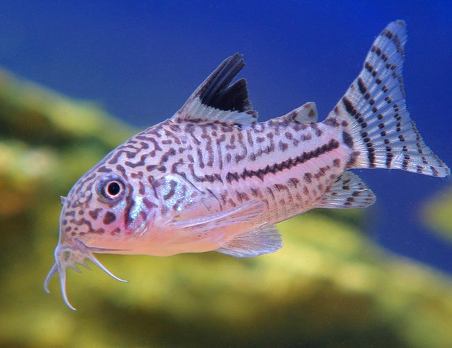 freshwater fish - corydoras sp. - false julii cory cat stocking in 45 gallons tank - corydoras julii freshwater fish - corydoras sp. - false julii cory cat stocking in 45 gallons tank - corydoras julii