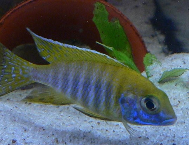 freshwater fish - aulonocara baenschi - sunshine peacock stocking in 125 gallons tank - SUNSHINE YELLOW MALE ONLY 3 MONTHS OLD freshwater fish - aulonocara baenschi - sunshine peacock stocking in 125 gallons tank - SUNSHINE YELLOW MALE ONLY 3 MONTHS OLD