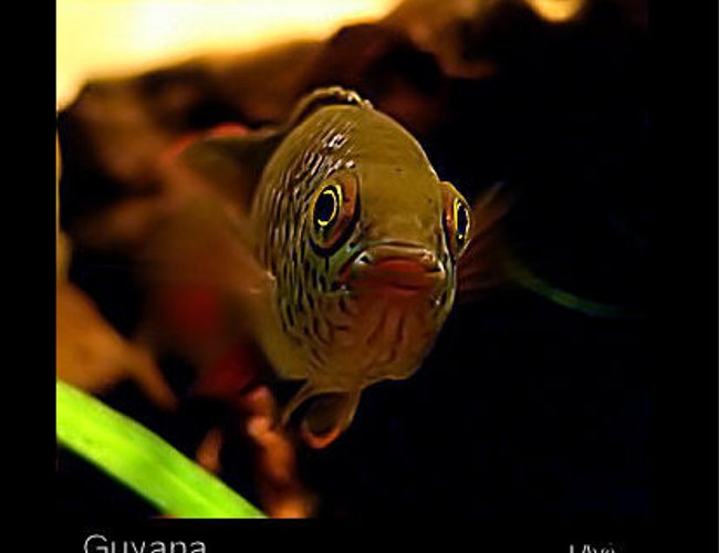 freshwater fish - nannacara anomala - golden dwarf cichlid stocking in 15 gallons tank - Nannacara anomala (face model) freshwater fish - nannacara anomala - golden dwarf cichlid stocking in 15 gallons tank - Nannacara anomala (face model)
