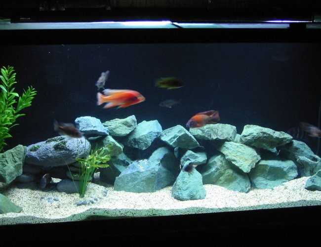 freshwater fish - aulonocara rubescens - ruby red peacock stocking in 75 gallons tank - black background freshwater fish - aulonocara rubescens - ruby red peacock stocking in 75 gallons tank - black background