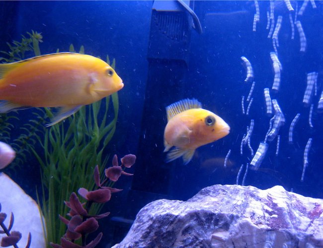 freshwater fish - pseudotropheus estherae - red zebra cichlid stocking in 55 gallons tank - fish freshwater fish - pseudotropheus estherae - red zebra cichlid stocking in 55 gallons tank - fish