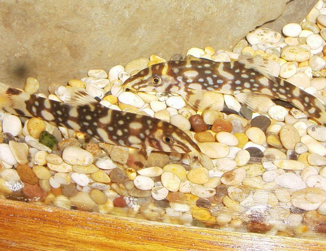 freshwater fish - botia lohachata - lohachata botia loach stocking in 90 gallons tank - yoyo loaches 2 freshwater fish - botia lohachata - lohachata botia loach stocking in 90 gallons tank - yoyo loaches 2