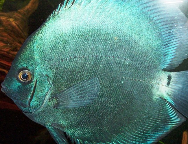 freshwater fish - symphysodon sp. - blue diamond discus stocking in 125 gallons tank - Symphysodon aequifaciatus,
Blue Diamond freshwater fish - symphysodon sp. - blue diamond discus stocking in 125 gallons tank - Symphysodon aequifaciatus,
Blue Diamond