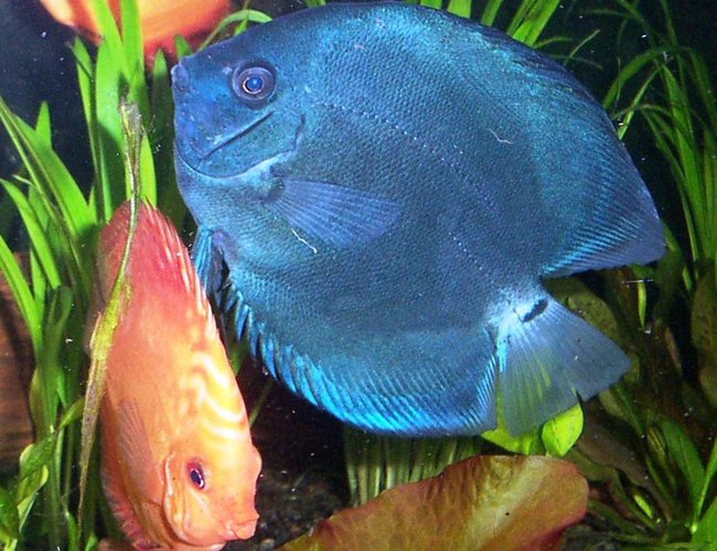 freshwater fish - symphysodon sp. - blue diamond discus stocking in 125 gallons tank - blue diamond, marlboro red discus freshwater fish - symphysodon sp. - blue diamond discus stocking in 125 gallons tank - blue diamond, marlboro red discus
