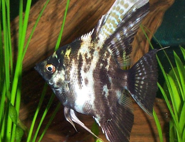 freshwater fish - pterophyllum sp. - marble veil angel stocking in 125 gallons tank - Marbled Angel freshwater fish - pterophyllum sp. - marble veil angel stocking in 125 gallons tank - Marbled Angel